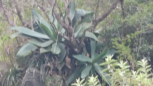 Agave mitis