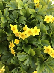 Waldsteinia