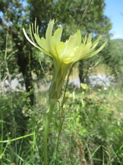Scorzonera angustifolia