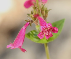 Penstemon triflorus
