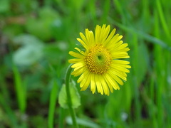 Doronicum plantagineum
