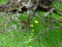 Doronicum plantagineum