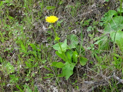 Doronicum plantagineum