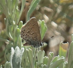 Satyrium behrii