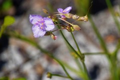 Callisia ornata