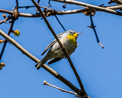 Setophaga americana × dominica