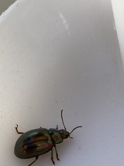 Chrysolina americana