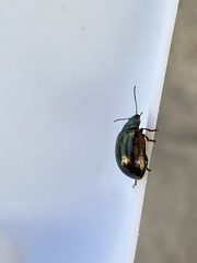 Chrysolina americana