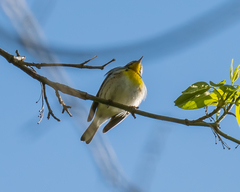 Setophaga americana × dominica