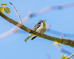 Setophaga americana × dominica