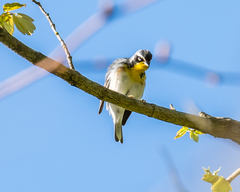 Setophaga americana × dominica