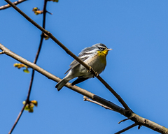 Setophaga americana × dominica