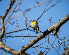 Setophaga americana × dominica
