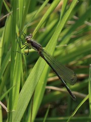 Lestes stultus