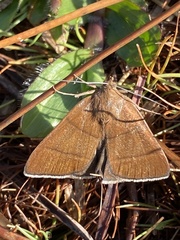 Argyrostrotis quadrifilaris