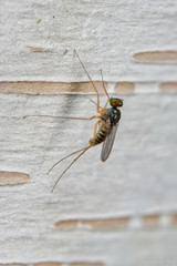 Dactylomyia lateralis