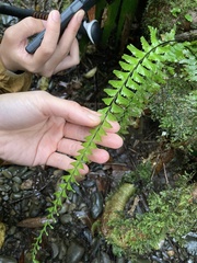 Hymenasplenium cheilosorum