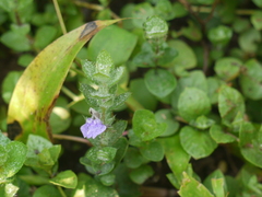 Hygrophila serpyllum