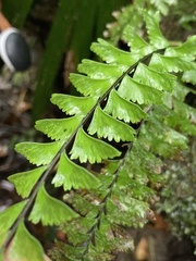 Hymenasplenium cheilosorum