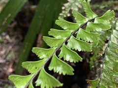 Hymenasplenium cheilosorum
