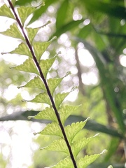 Hymenasplenium cheilosorum