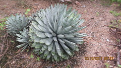 Agave macroacantha