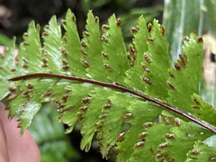 Hymenasplenium cheilosorum