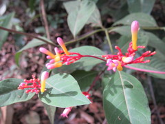 Palicourea marcgravii