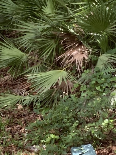 Troglodytidae image