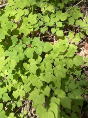 Vancouveria hexandra