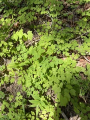 Vancouveria hexandra