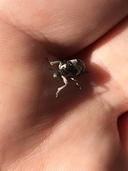 Bothynoderes affinis