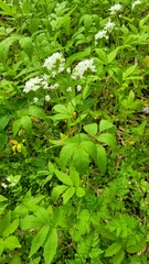 Cardamine leucantha