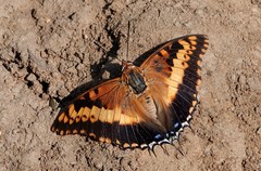 Charaxes saturnus
