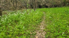 Cardamine leucantha