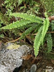 Hymenasplenium cheilosorum
