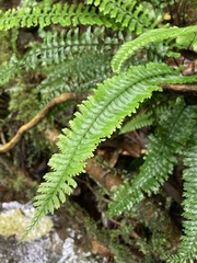 Hymenasplenium cheilosorum