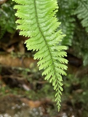 Hymenasplenium cheilosorum