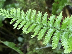 Hymenasplenium cheilosorum