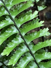 Hymenasplenium cheilosorum
