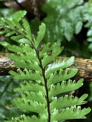 Hymenasplenium cheilosorum