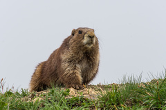 Olympic Marmot photo 1