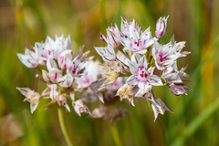 Allium praecox