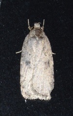 Agonopterix argillacea