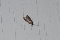 Semioscopis