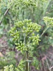 Conium maculatum