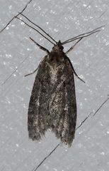 Semioscopis