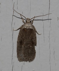 Agonopterix argillacea