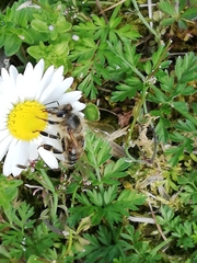Apis mellifera