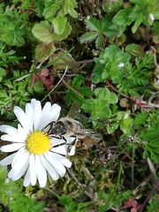 Apis mellifera